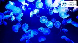 成海 憲